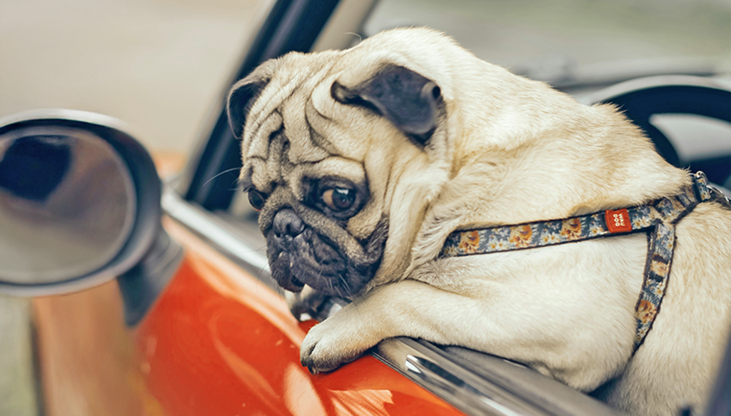 Transporting pugs is one of the volunteer roles available at PWR