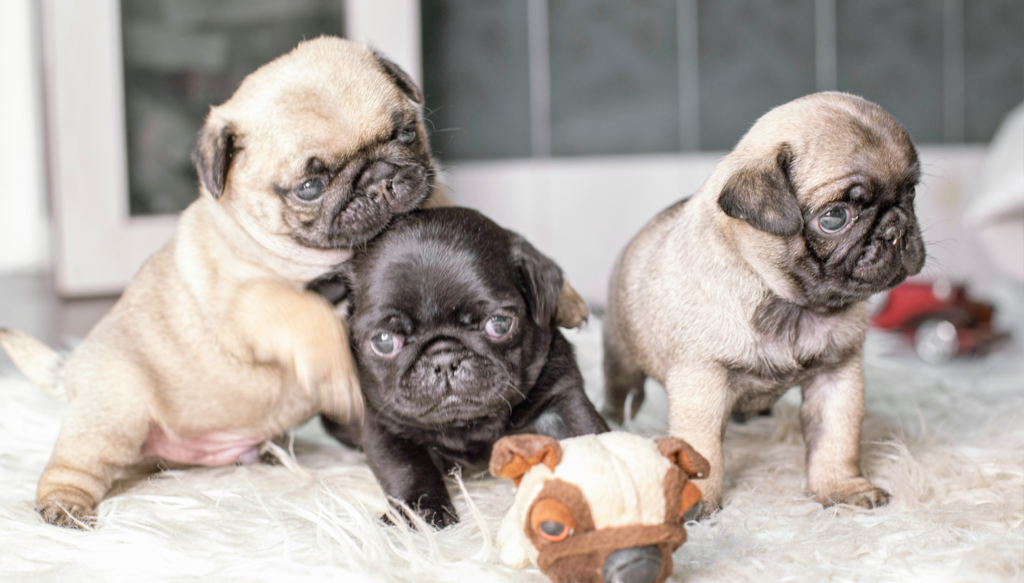 Volunteer Area Coordinator is one of the volunteer roles available at PWR