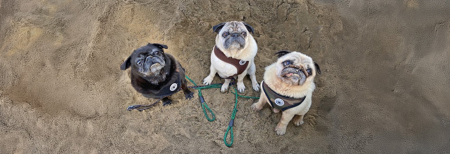 Jane's PWR pugs on the beach
