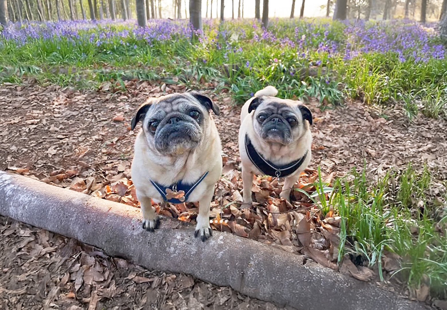 Arlo & Nora waliking in the woods