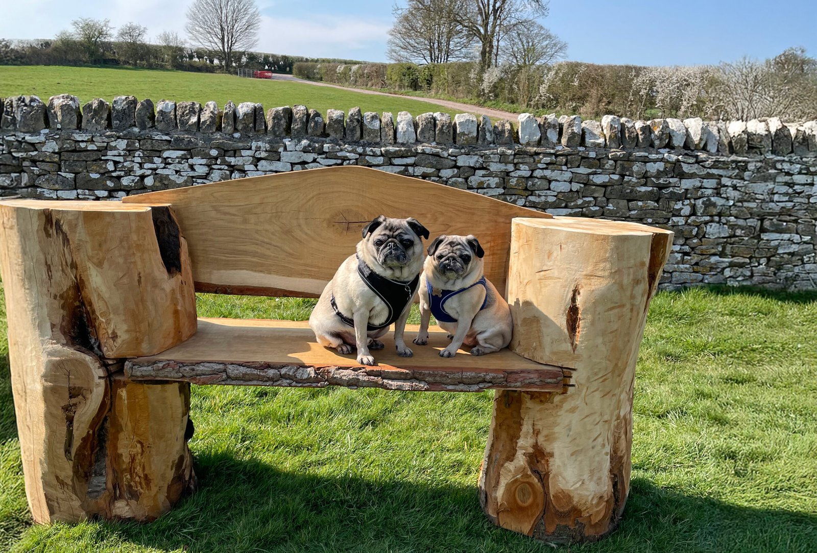 Arlo & Nora hanging out in the garden