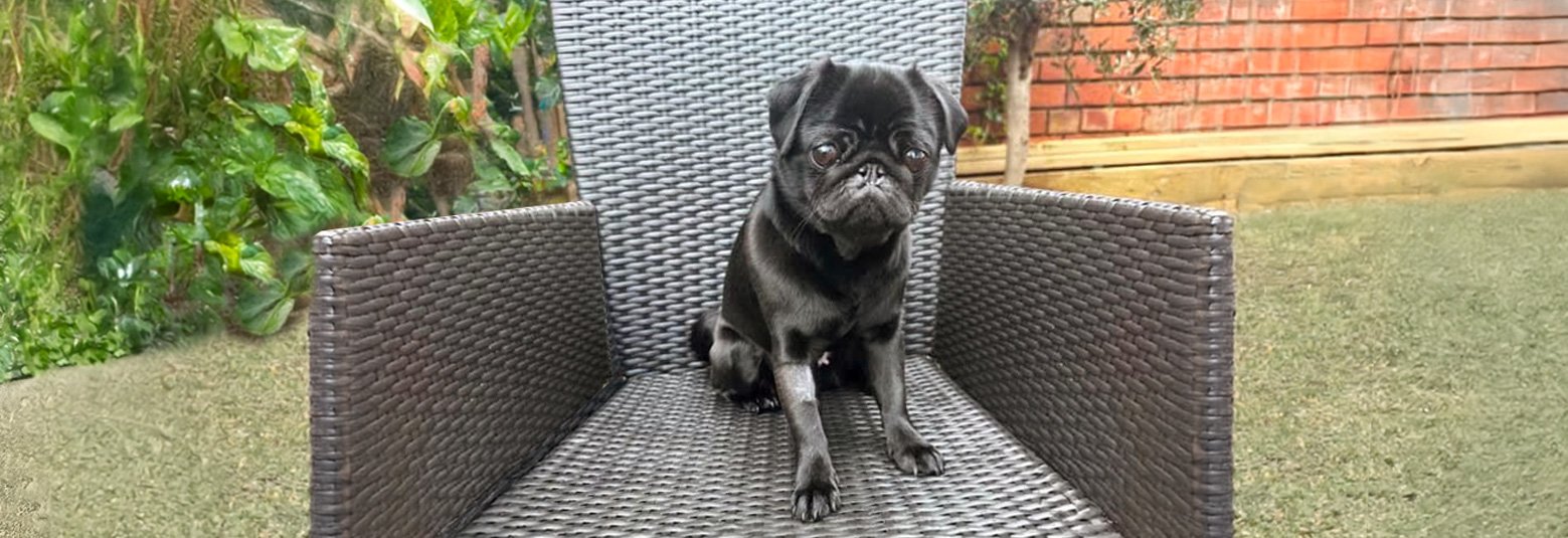 A lovely pug being fostered for PWR