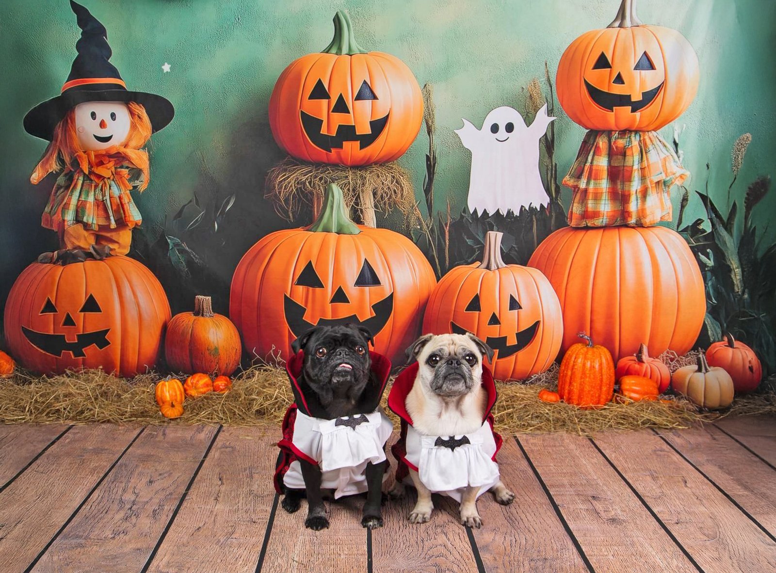 Bentley and Stanley enjopying Halloween