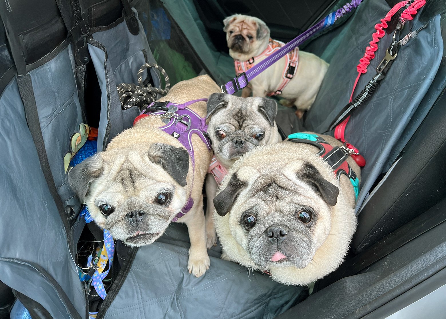 Pug transporter Brian with a car full of pugs