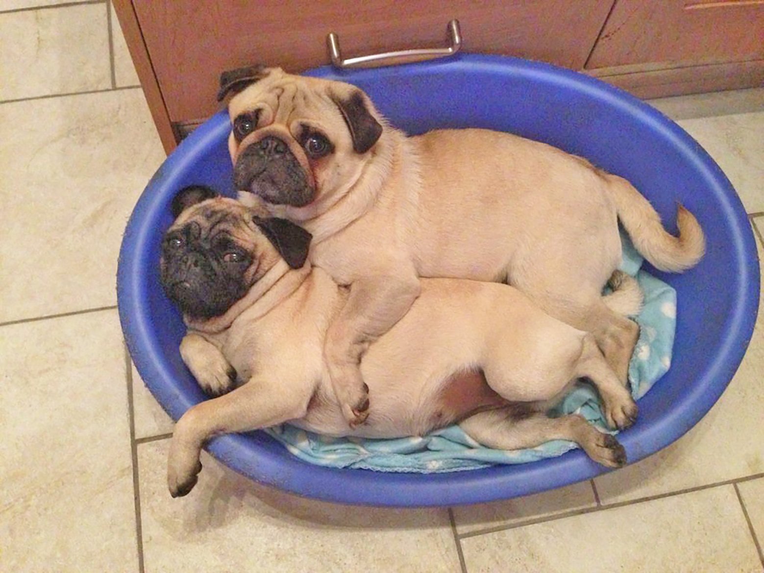 Buster & Bentley relaxing after a busy day