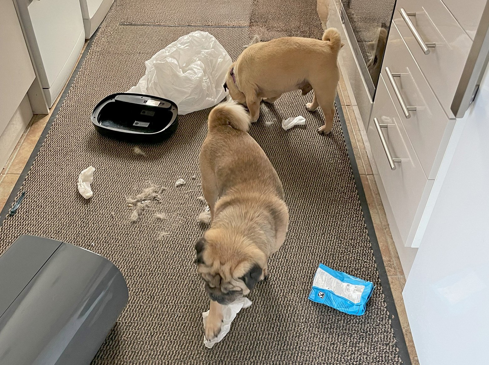 Buster & Bentley making a mess in the kitchen