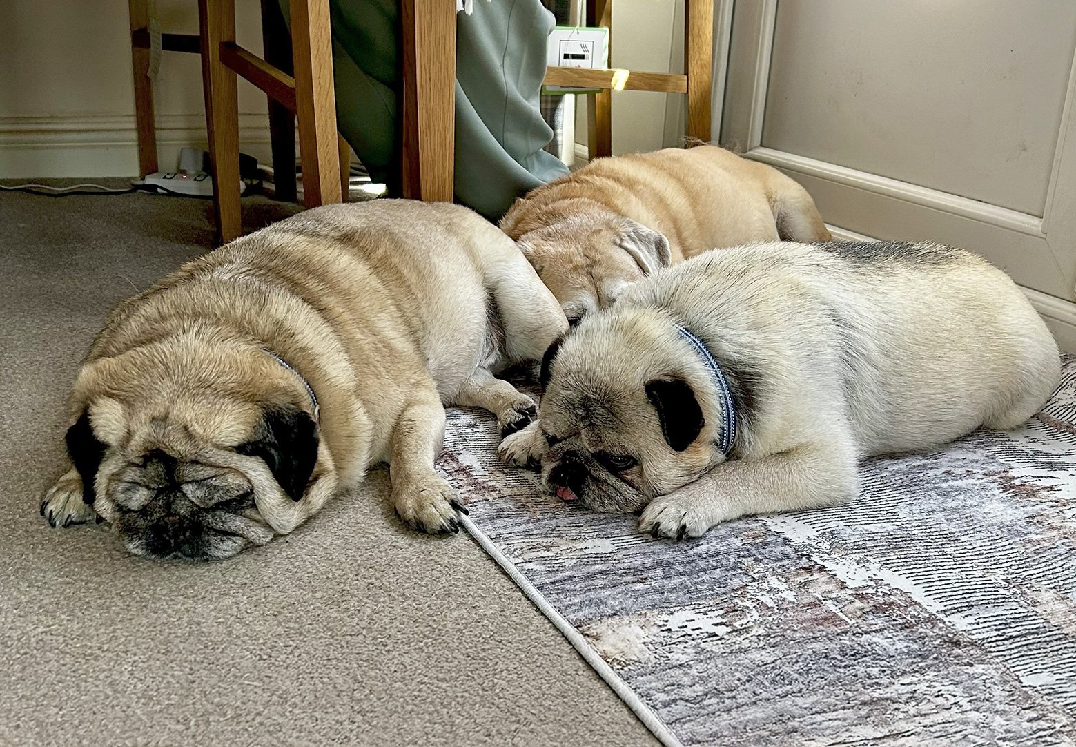 Buster & Bentley taking a well earned rest