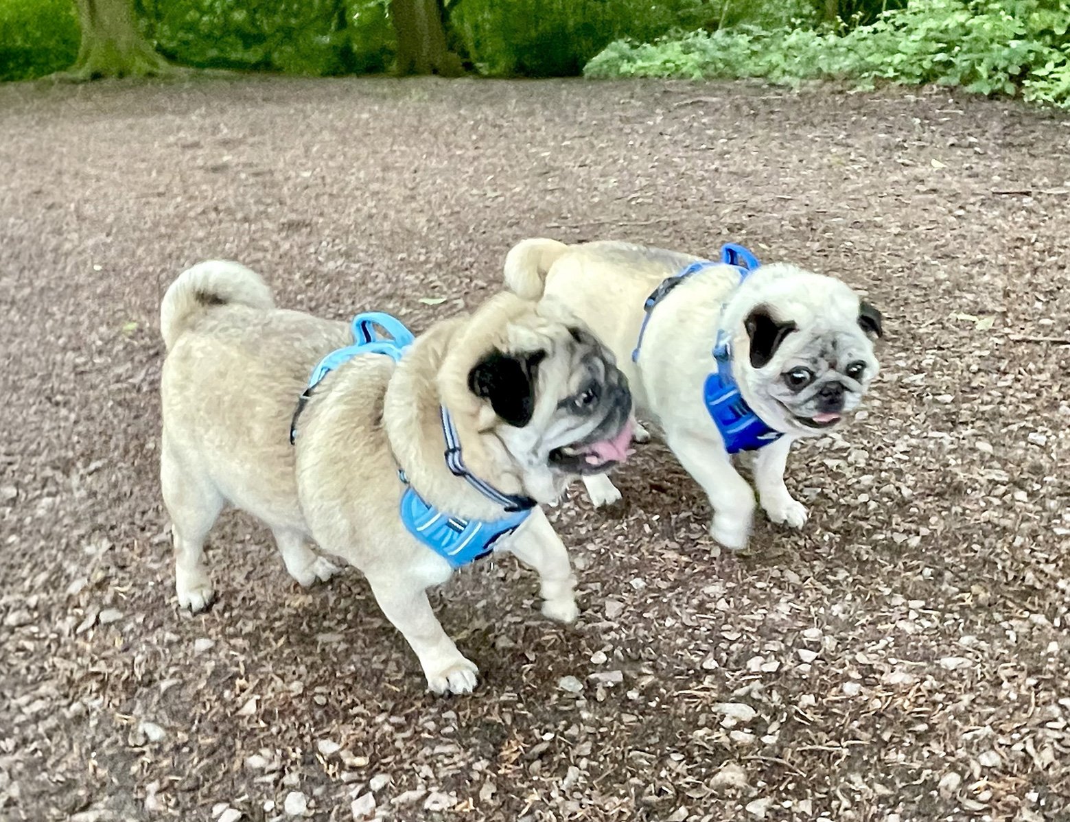 Buster & Bentley out fo a run in the park