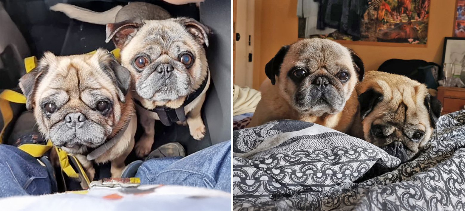 Buster & Bentley, a bonded pair of pugs