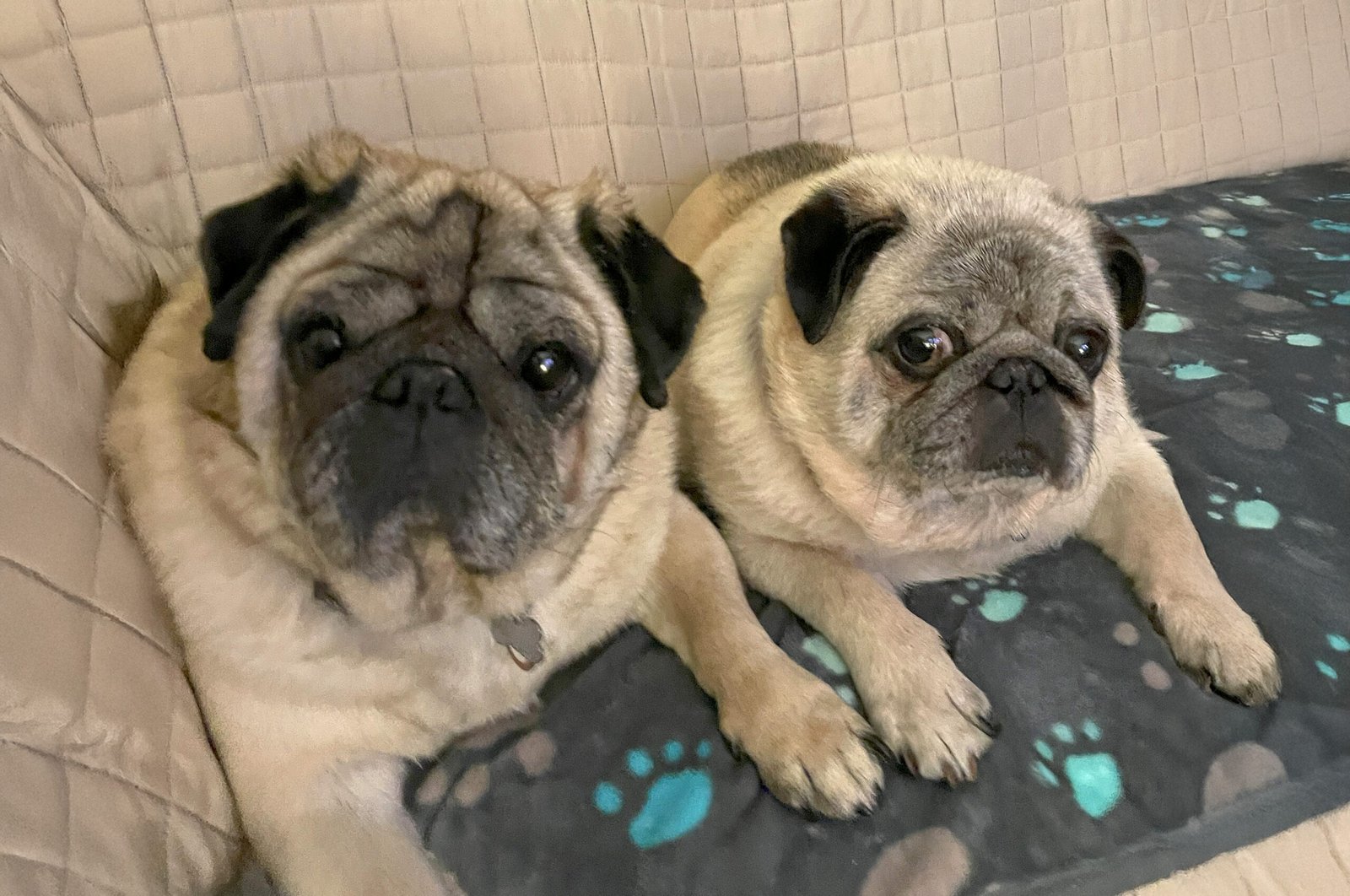 Buster & Bentley seem pretty happy with their new life