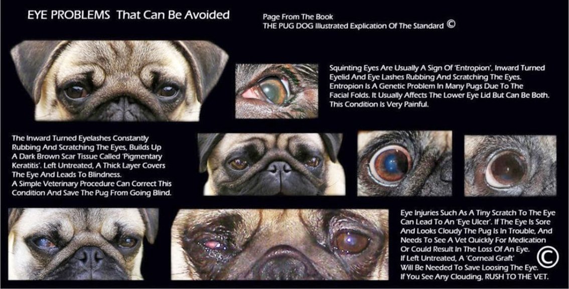 Eye problems in pugs can lead to very serious issues