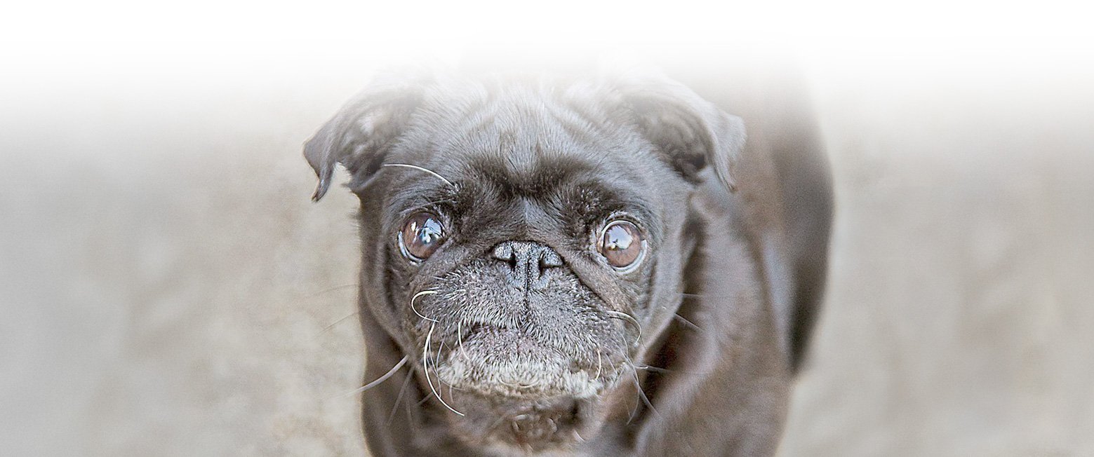 Eye problems in pugs can lead to very serious issues