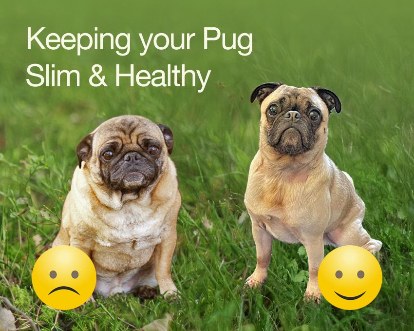Fit not Fat - looking after your pug's weight is very important