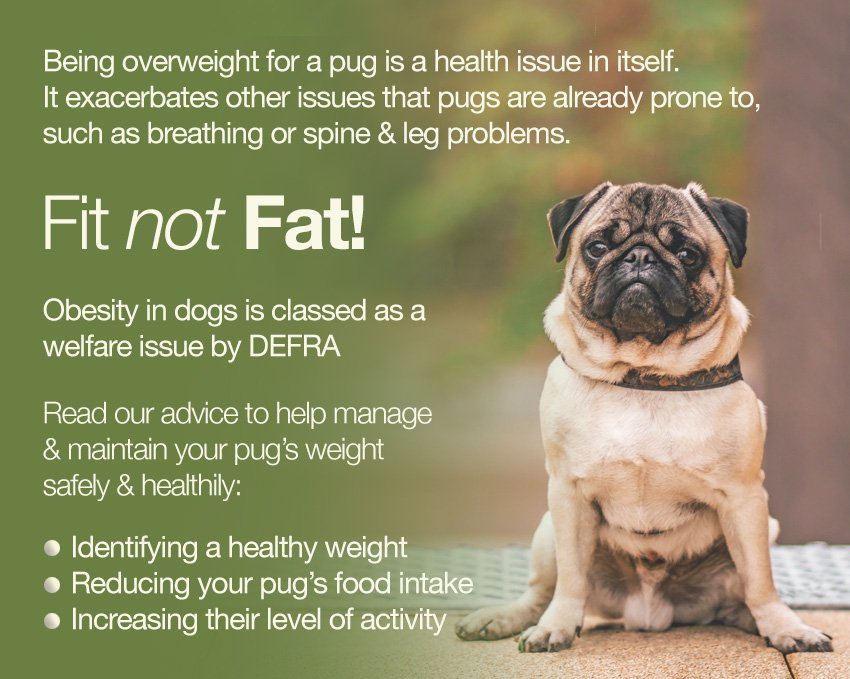 Fit not Fat - looking after your pug's weight is very important