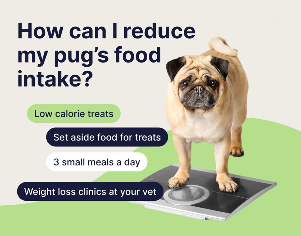 How to reduce your pug's food intake