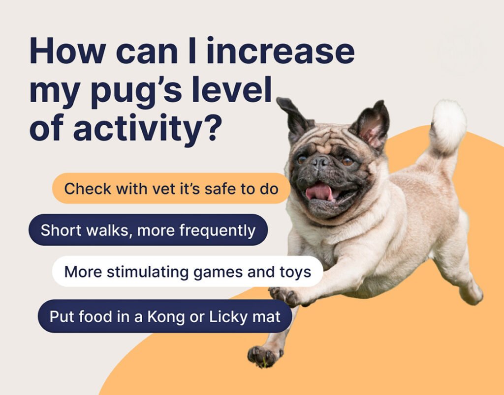 How to reduce your pug's food intake