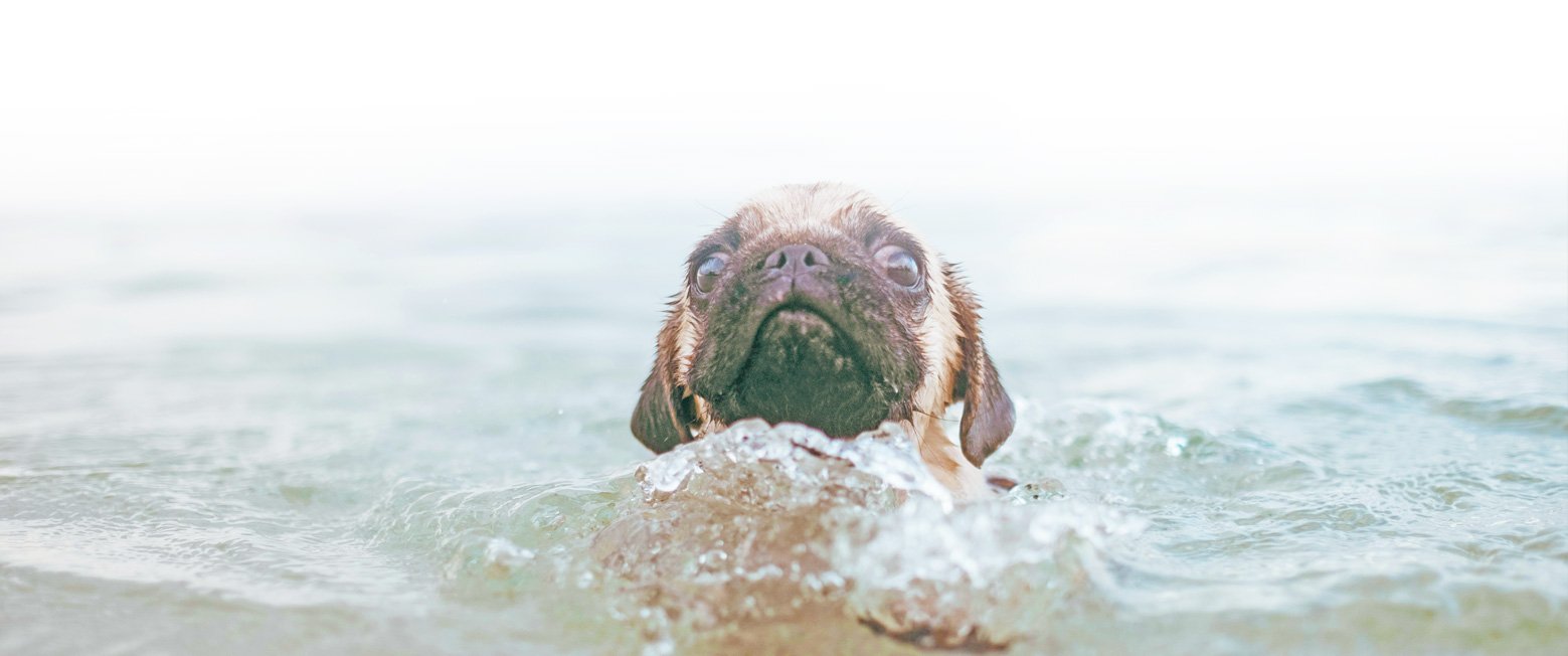 Fit not Fat - looking after your pug's weight is very important