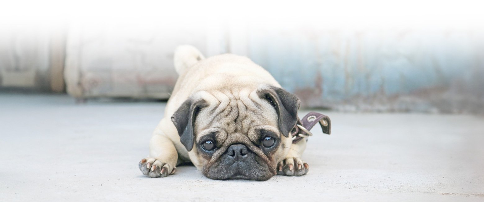 We're always looking for people who can help with Fostering pugs for Pug Welfare & Rescue