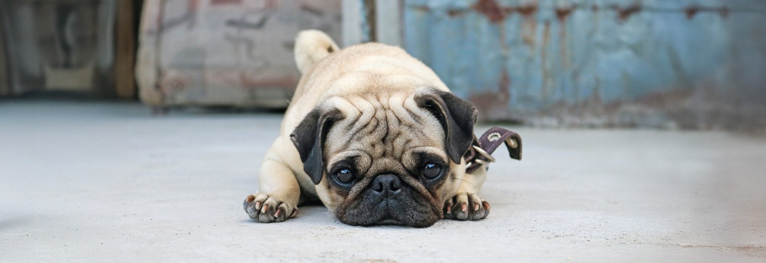 We're always looking for people who can help with Fostering pugs for Pug Welfare & Rescue