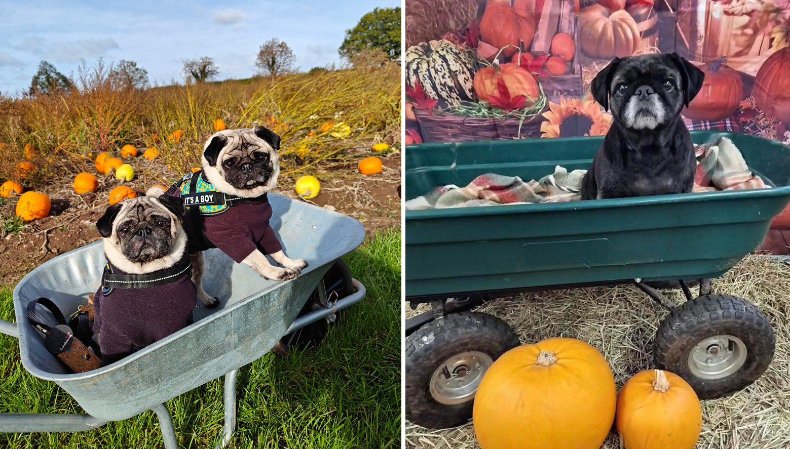 Hardy, Rufus and Coco enjoying Halloween