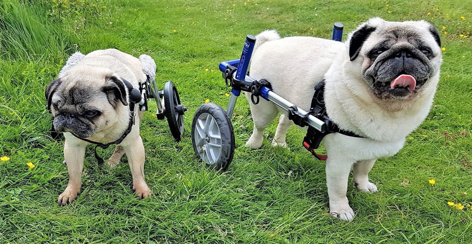 Volunteer Area Coordinator and Fosterer Jackie has fostered many pugs