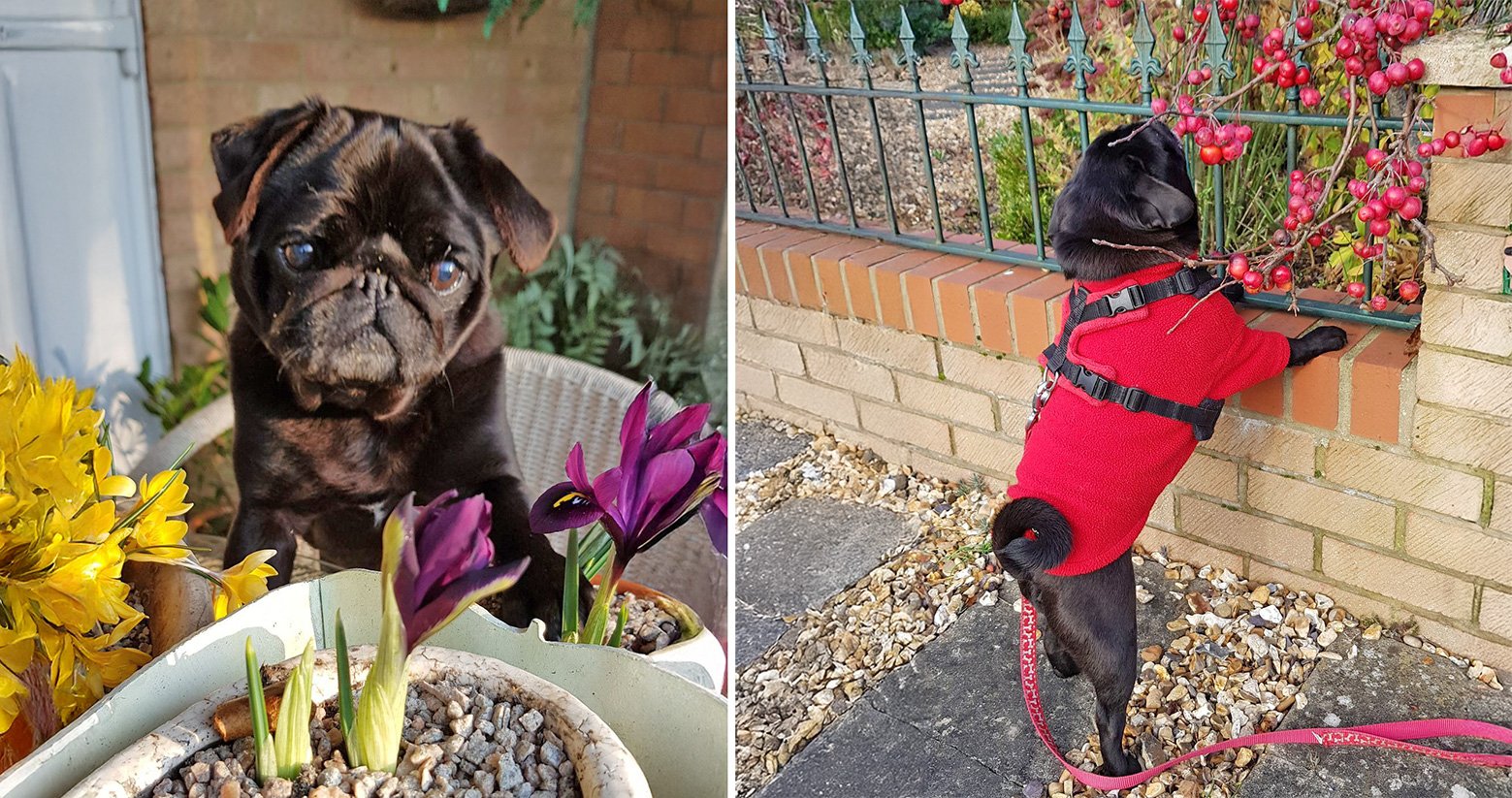 Volunteer Area Coordinator and Fosterer Jackie has fostered many pugs