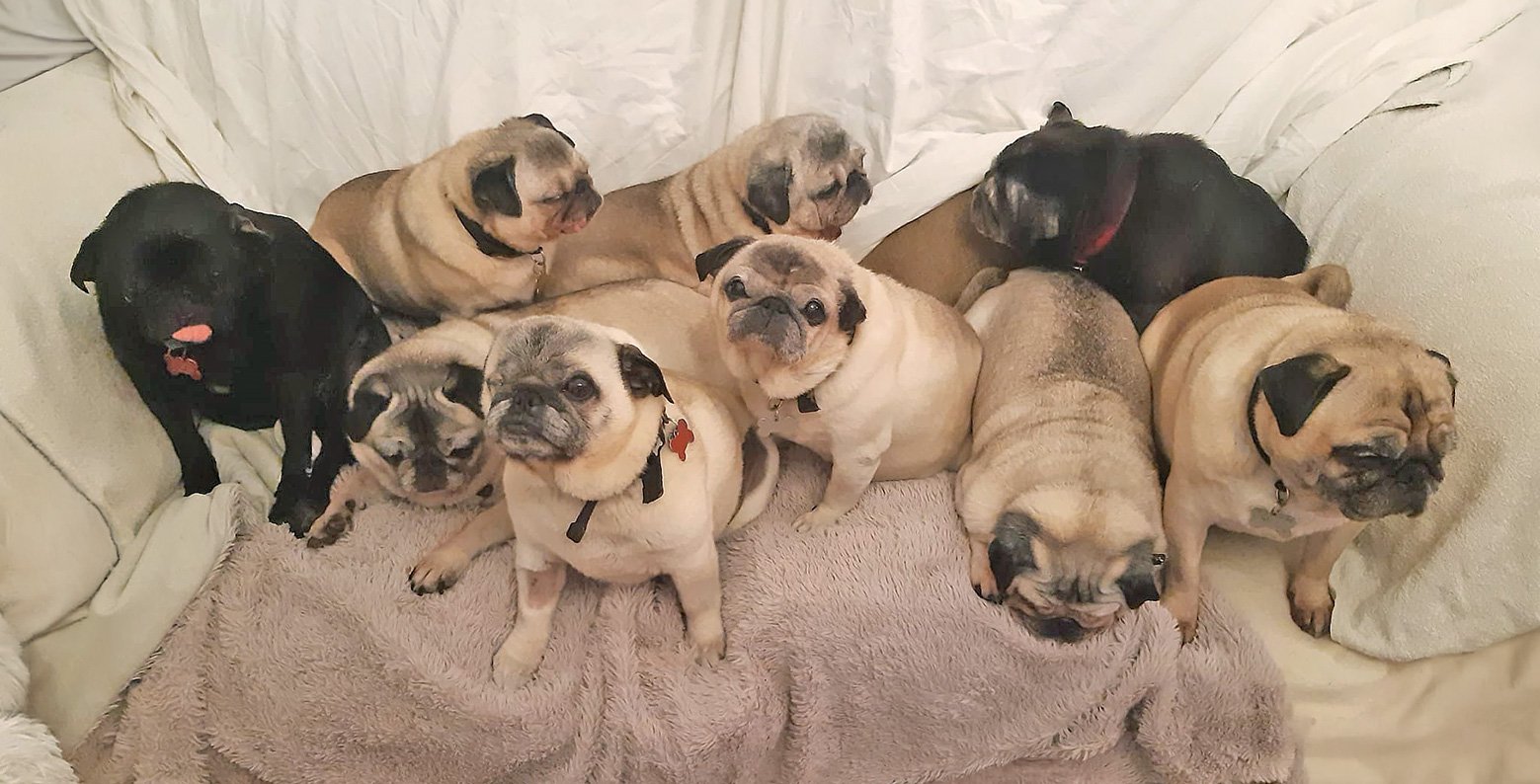 All of Julie's pugs
