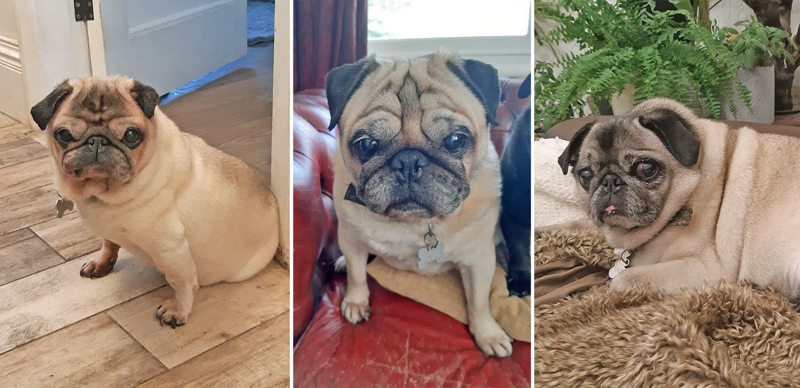 A selection of Julie's pugs