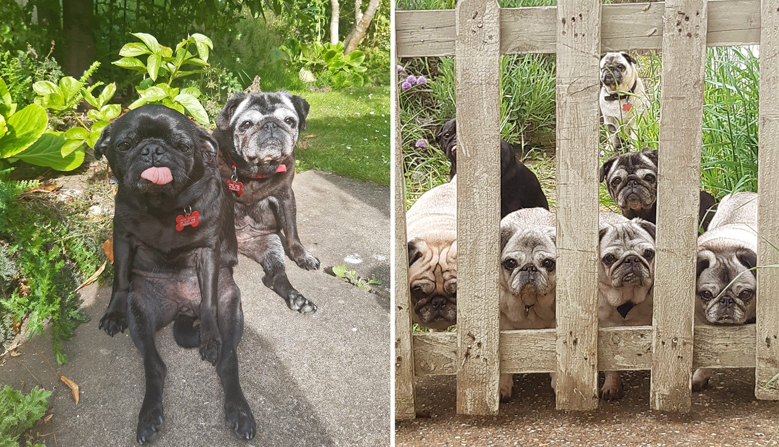 A selection of Julie's pugs