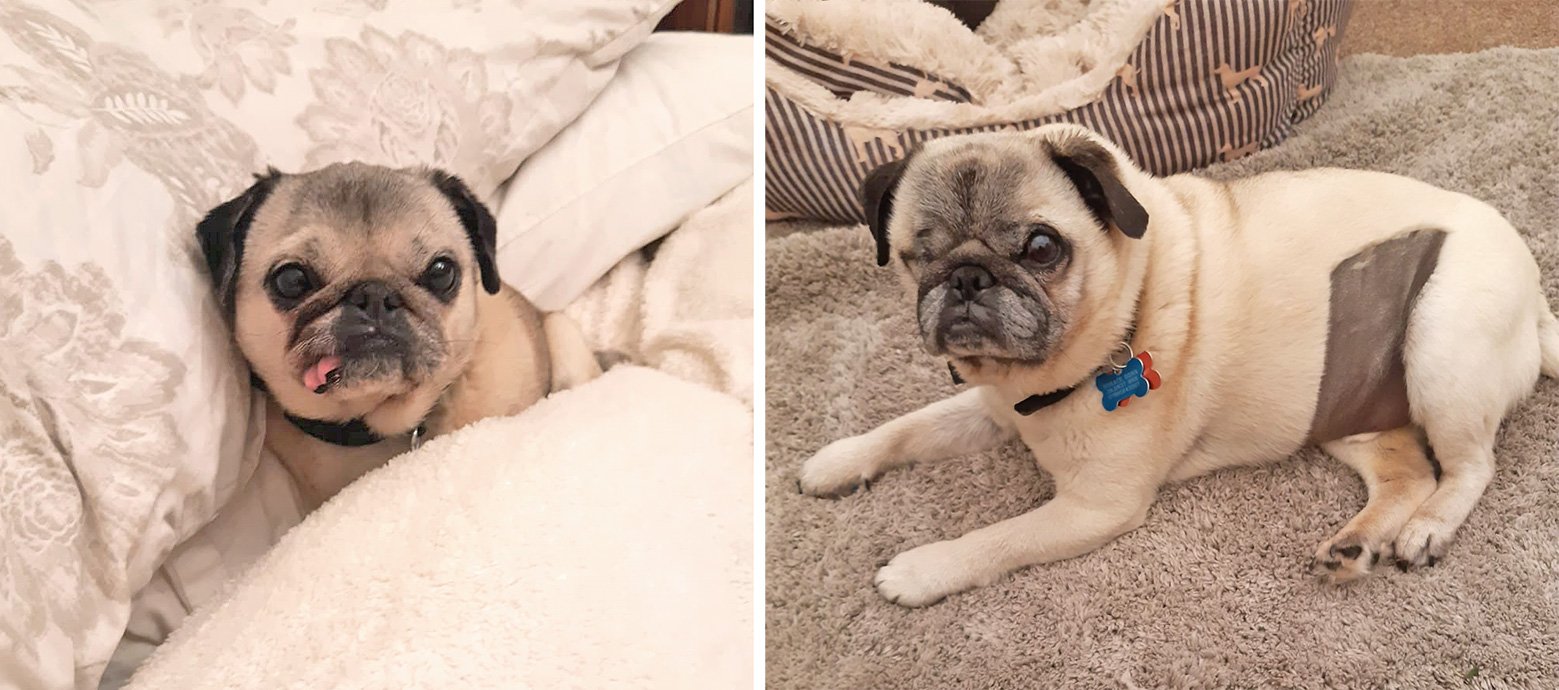 A selection of Julie's pugs