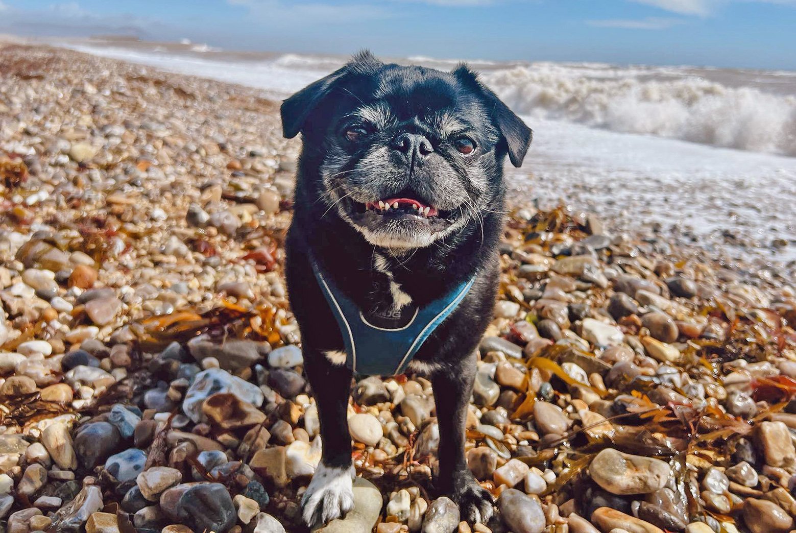 Stitch having fun on he beach