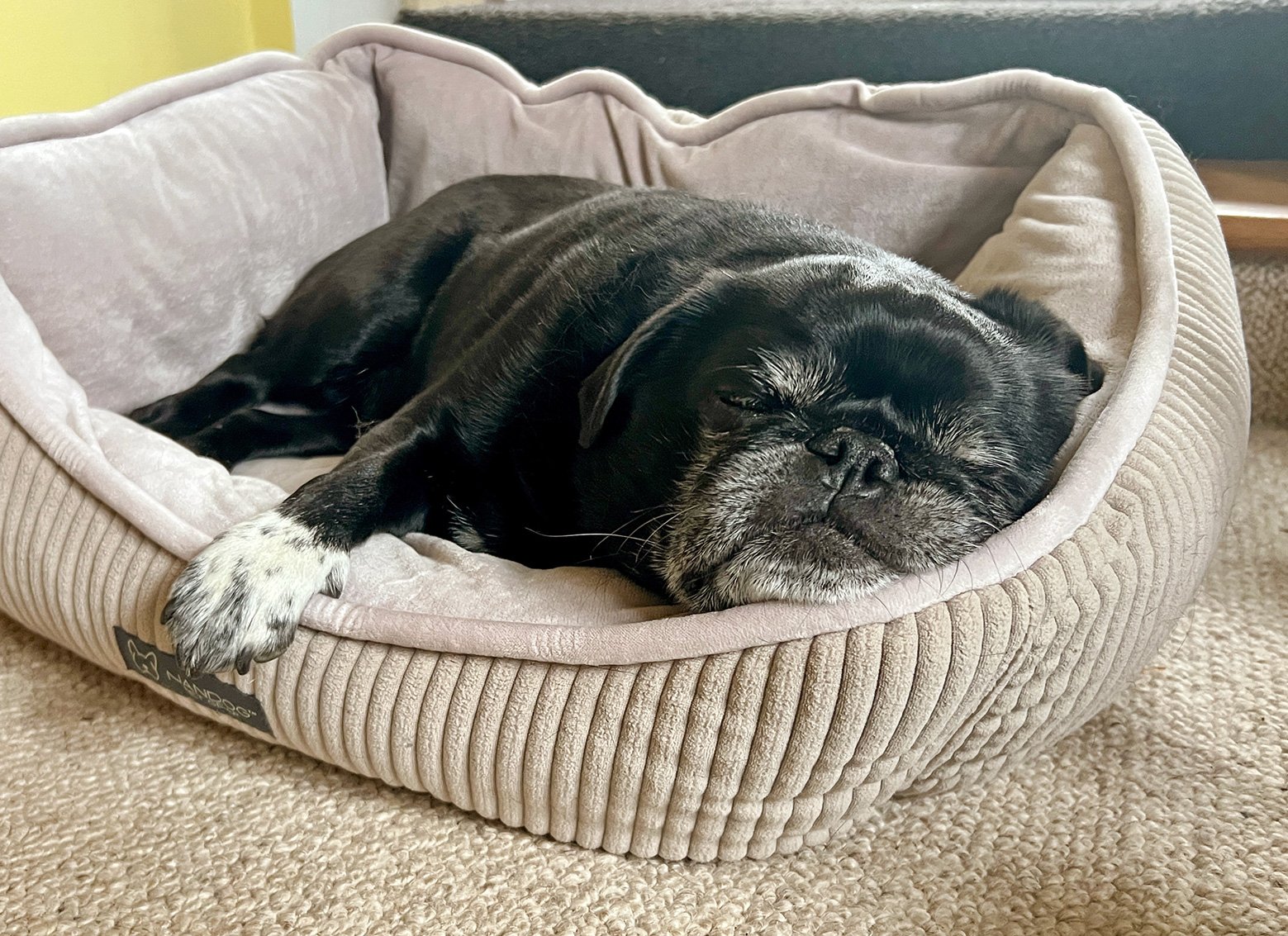 Stitch tired after a busy day