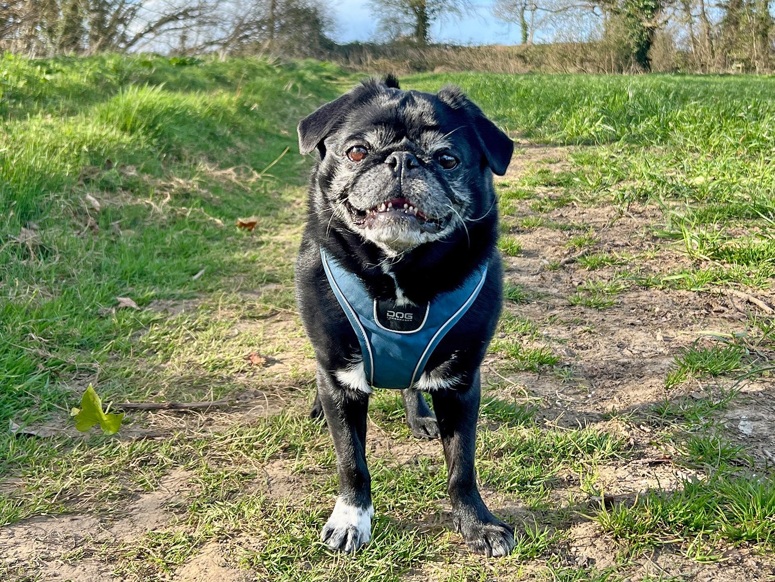 Stitch having fun in the garden