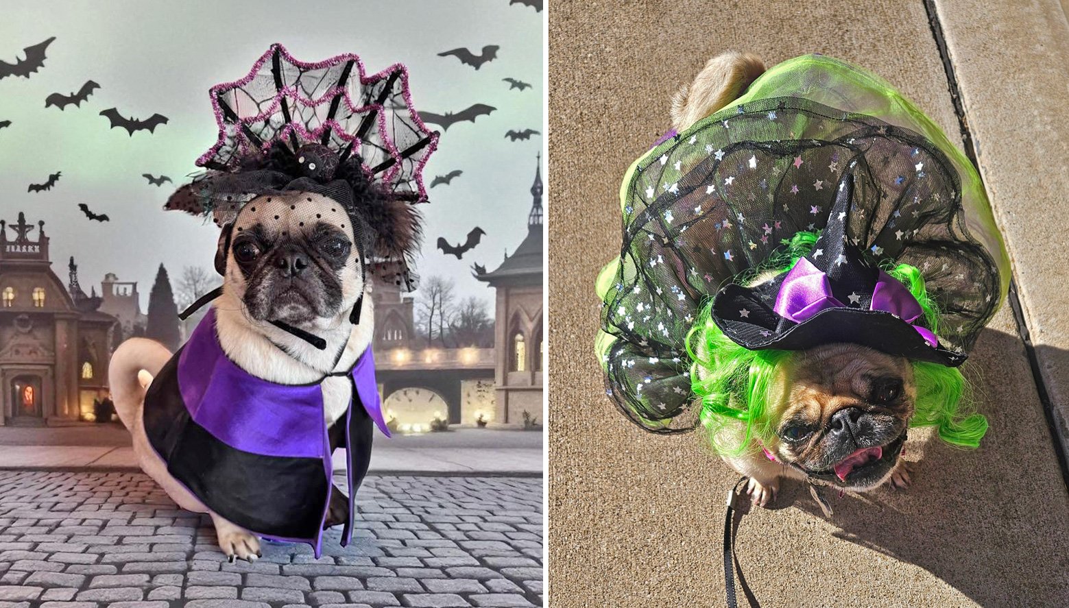 Marti and Zoey enjoying Halloween