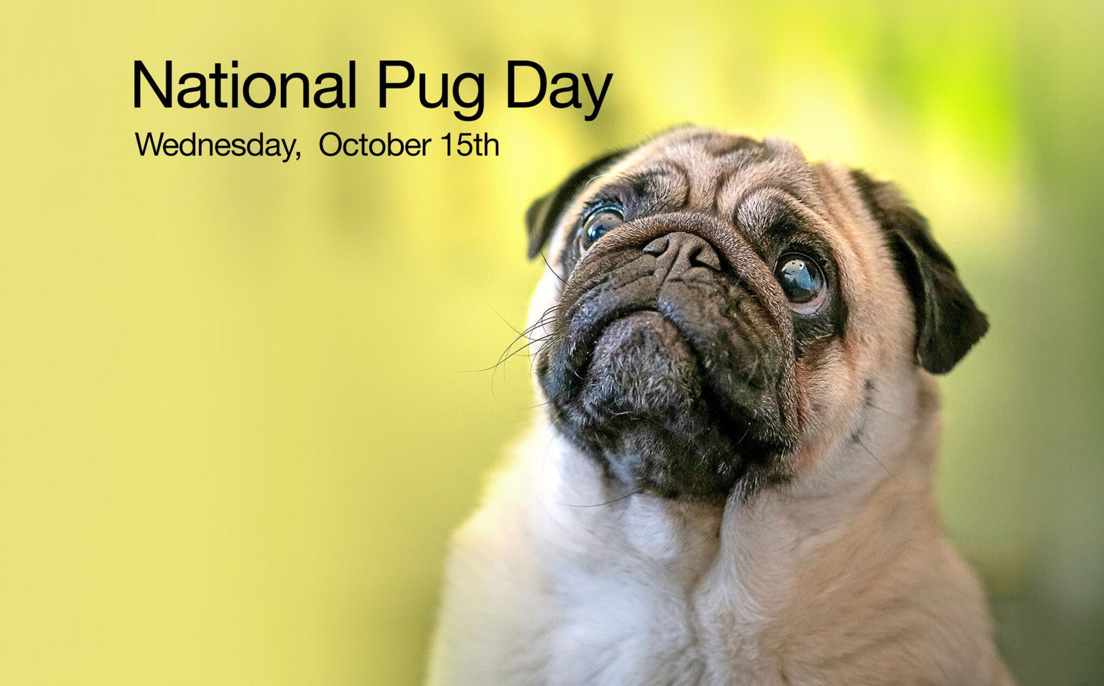 National Pug Day is a good excuse to spoil your pugs