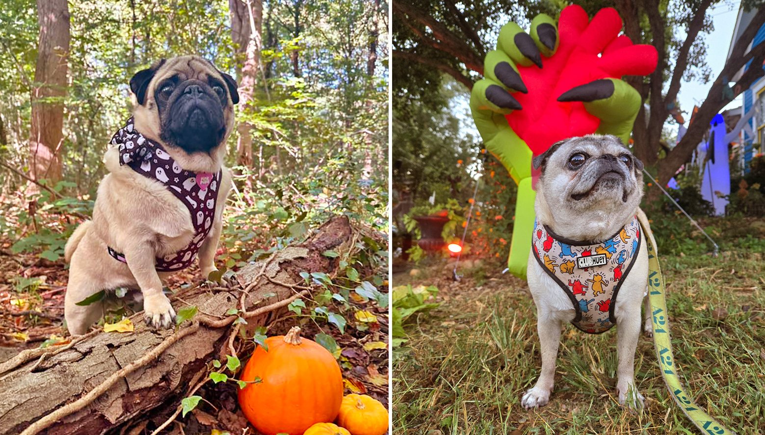 Petey and Prisenjoying Halloween