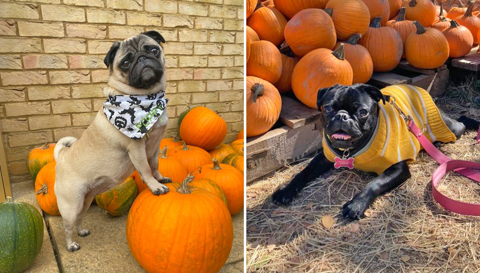 Poppy and Penny enjoying Halloween