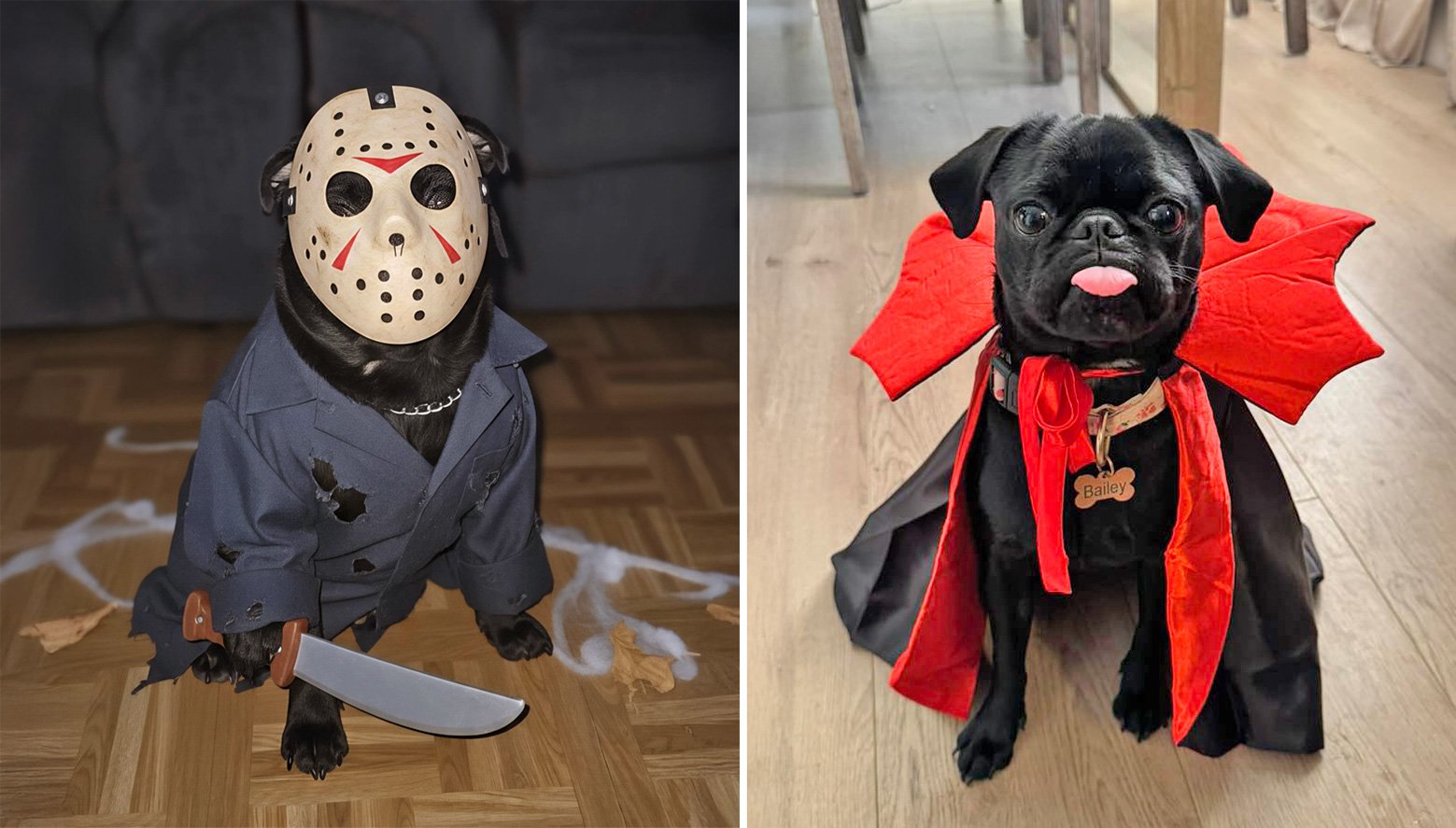 Puma and Bailey enjoying Halloween