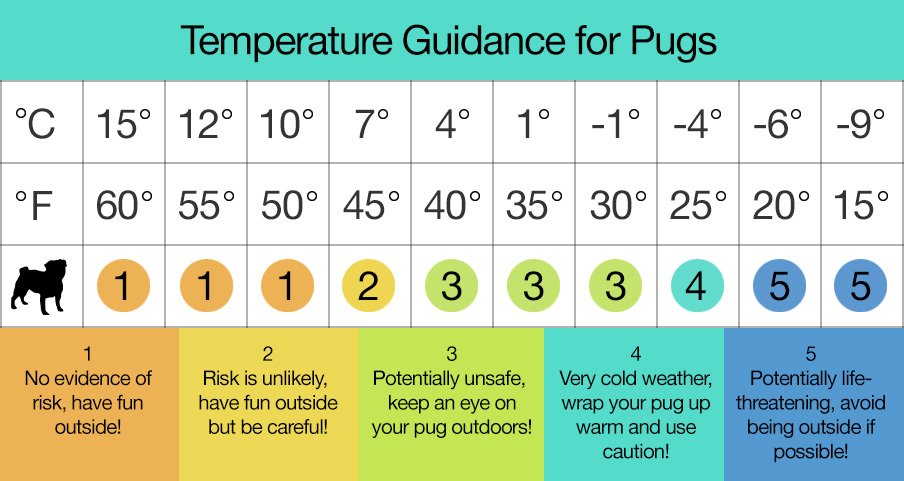 Winter Chill, Snow & Storms for pugs