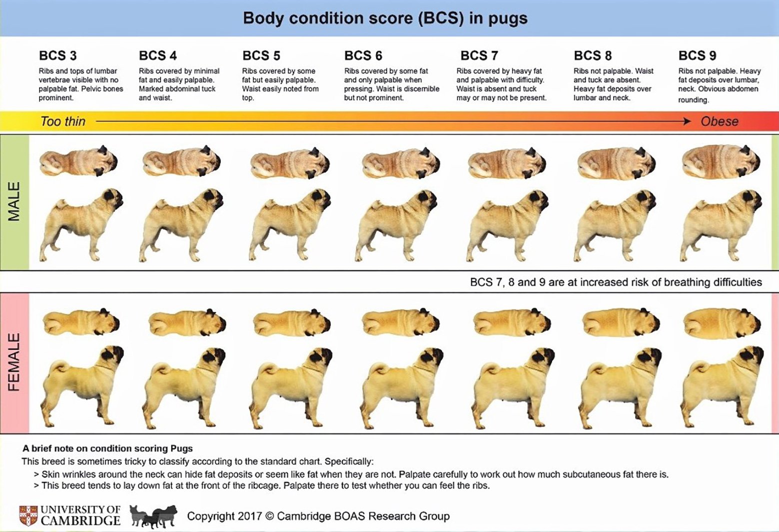Cambridge University BOAS Research Group pug weight chart