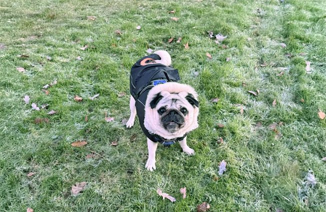 Winter can be a particularly hazardous time for pugs