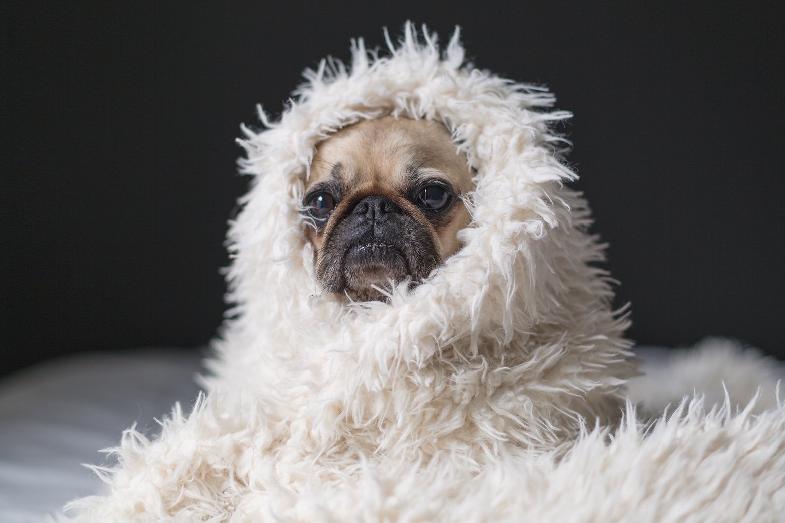 Winter Chill, Snow & Storms for pugs