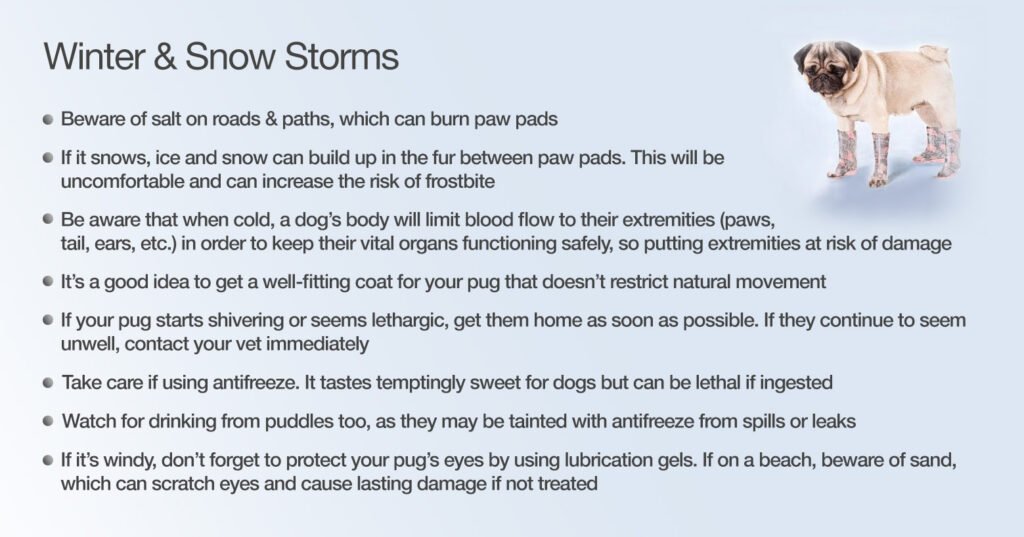 Winter Chill, Snow & Storms for pugs