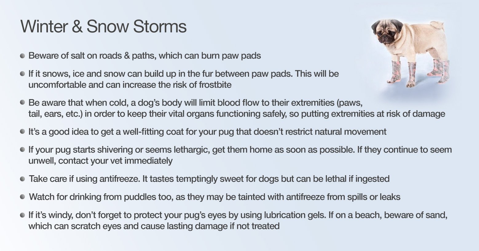 Winter Chill, Snow & Storms for pugs