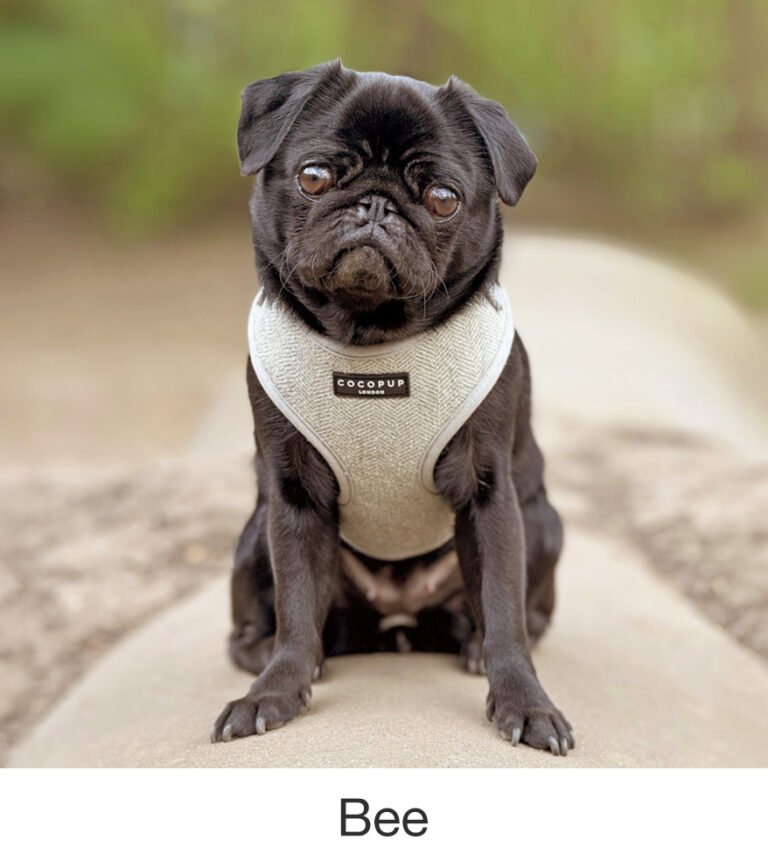 Bee was rescued by PWR