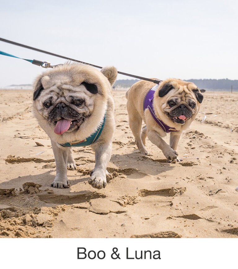 Boo & Luna were rescued by PWR