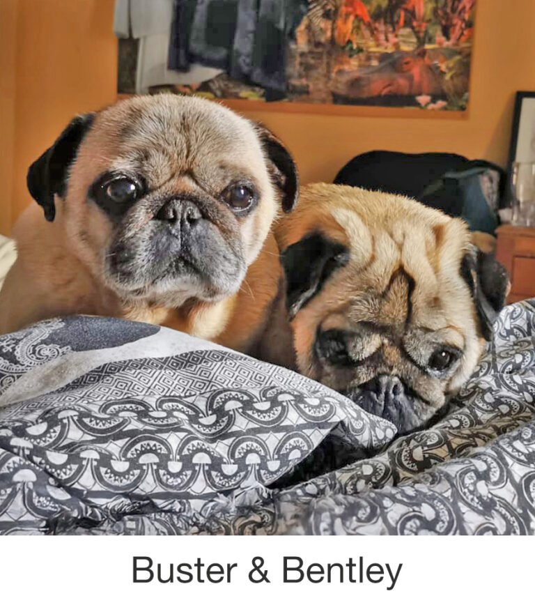 Buster & Bentley were rescued by PWR