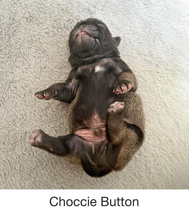 Choccie Button was rescued by PWR