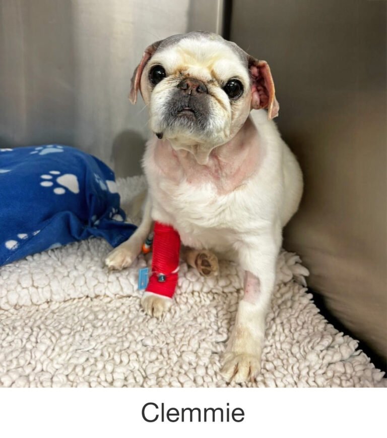 Clemmie was rescued by PWR