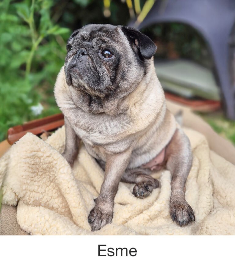 Esme was rescued by PWR